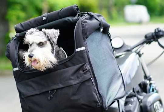 Deemeed Pet Bag Groß 2 Deemeed Pet Bag Groß – Bild 2